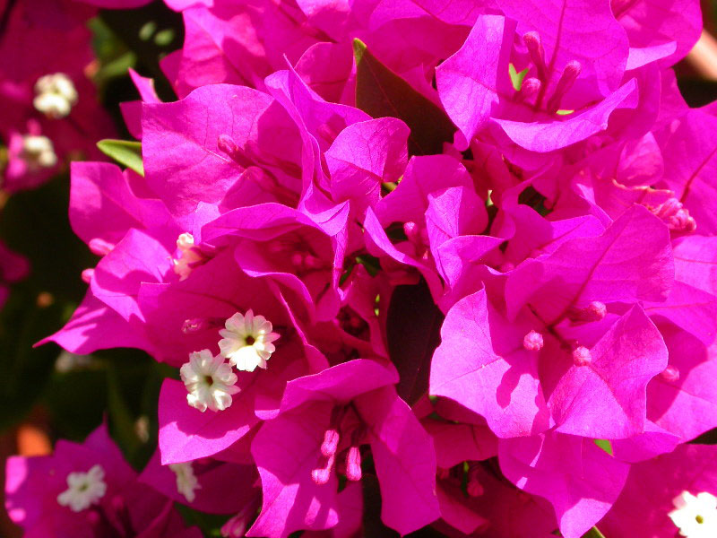 Miami Pink Bougainvillea – Sunfire Nurseries