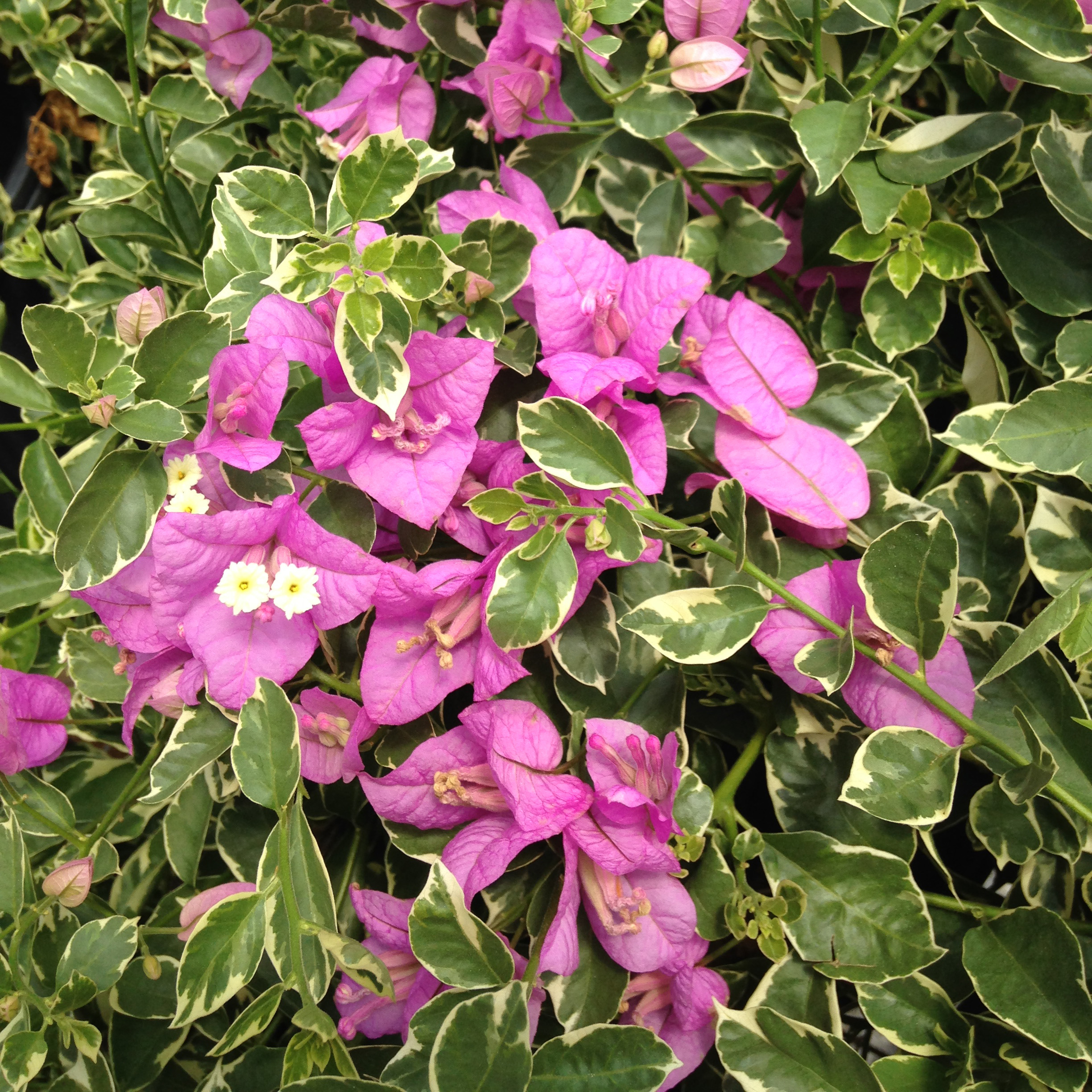 ice-blueberry-bougainvillea-variegated-foliage – Sunfire Nurseries