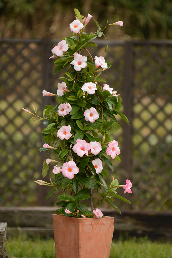 Sun Parasol ® Mandevilla Giant Dark Pink Sunfire Nurseries